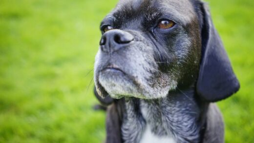 karma dla psa senior