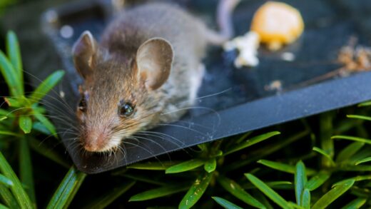 eksperyment-calhouna-na-czym-polegal